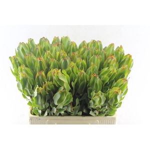 Leucad Laurel Yellow