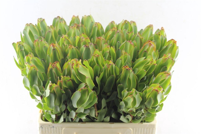 <h4>Leucad Laurel Yellow</h4>