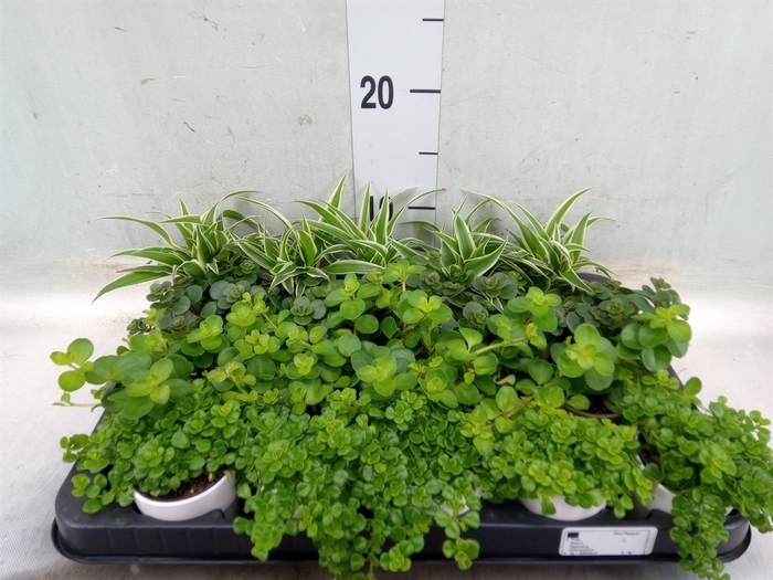 <h4>Planten  ..mix</h4>