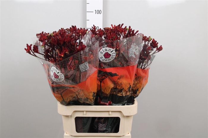 <h4>Anigoz Early Spring</h4>