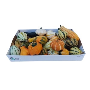 Cucurbita Maya Mix