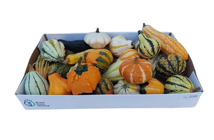 <h4>Cucurbita Maya Mix</h4>