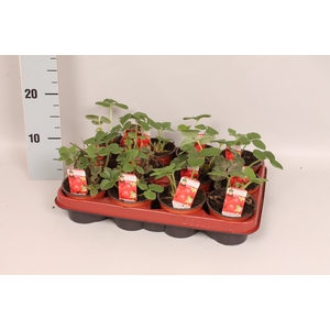 Aardbei / Fragaria 9cm Laat