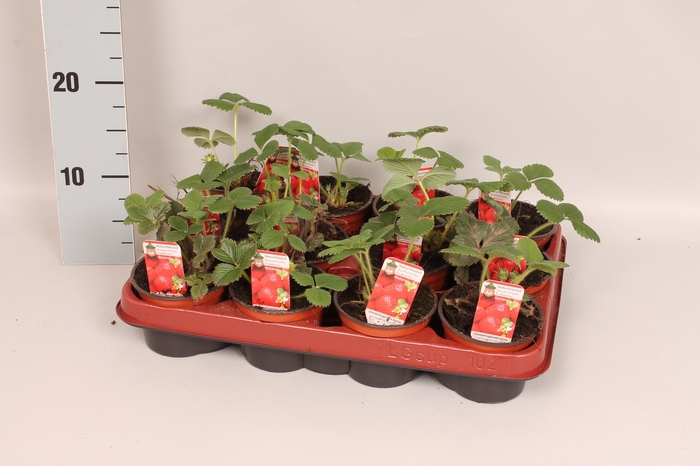 <h4>Aardbei / Fragaria 9cm Laat</h4>