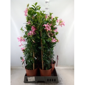 Mandevilla sand. 'SumStar Pink Mag'