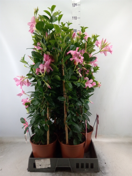 <h4>Mandevilla sand. 'SumStar Pink Mag'</h4>