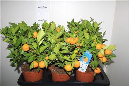 <h4>Citr Microcarpa 10+</h4>