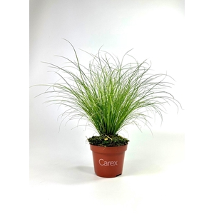 Carex 'Frosted Curls'