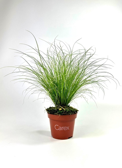 <h4>Carex 'Frosted Curls'</h4>