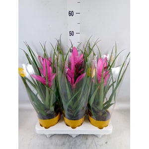 Tillandsia  'Antonio'