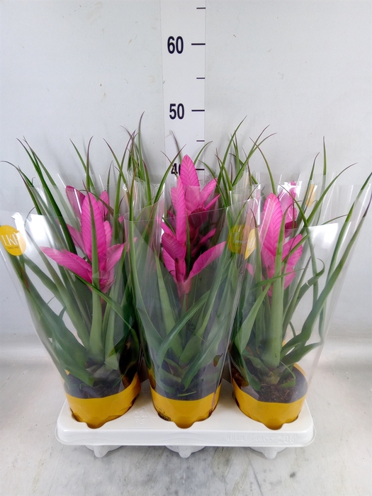 <h4>Tillandsia  'Antonio'</h4>