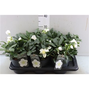 HELLEBORUS NIGER ADVENT STAR XL