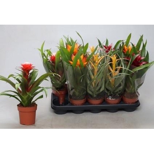 BROMELIA GEM