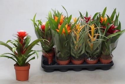 <h4>BROMELIA GEM</h4>
