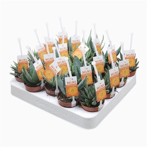 Aloë/Haworthia mix 5,5 cm met picker+etiket