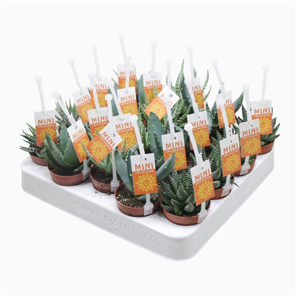 <h4>Aloë/Haworthia mix 5,5 cm met picker+etiket</h4>
