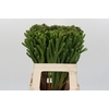Kaaps Groen Albigreen
