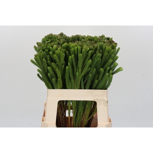 Kaaps Groen Albigreen