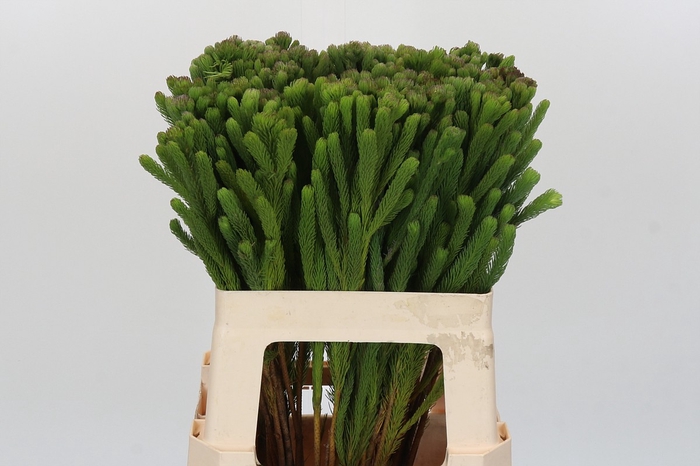 <h4>Kaaps Groen Albigreen</h4>