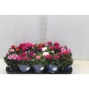 DIANTHUS DOBRADO P11