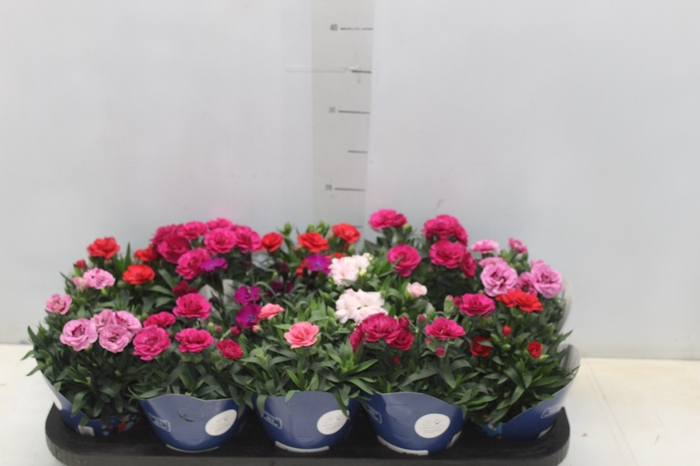 <h4>DIANTHUS DOBRADO P11</h4>