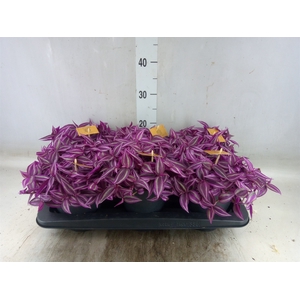Tradescantia   ...