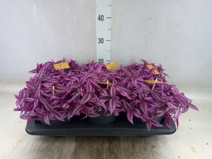 <h4>Tradescantia   ...</h4>