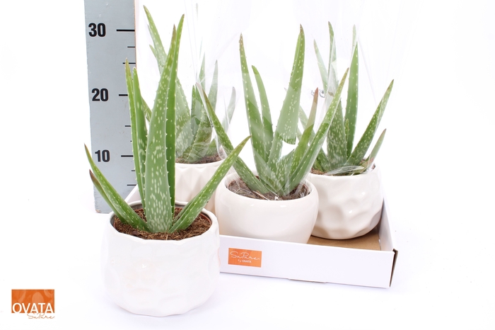 <h4>ALOE VERA</h4>