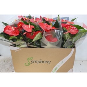ANTHURIUM QUERIDA P15