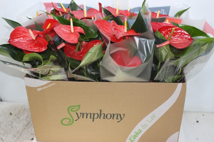 <h4>ANTHURIUM QUERIDA P15</h4>