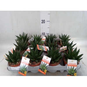 Gasteria