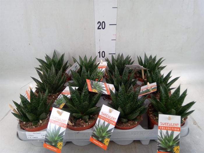 <h4>Gasteria</h4>