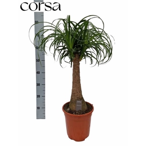 Nolina Recurvata (Beaucarnea) 21Ø 75cm