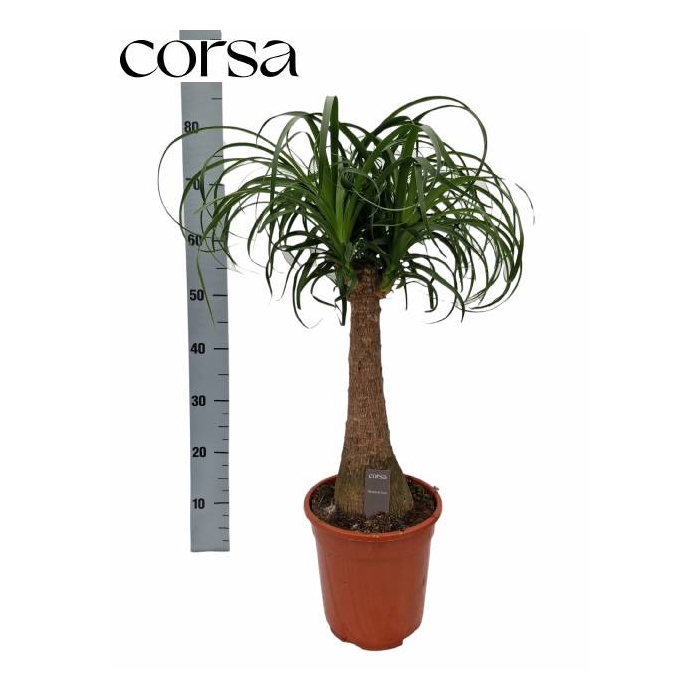 <h4>Nolina Recurvata (Beaucarnea) 21Ø 75cm</h4>