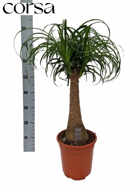 Nolina Recurvata (Beaucarnea) 21Ø 75cm