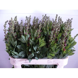 Baptisia Brown 80cm P Stem