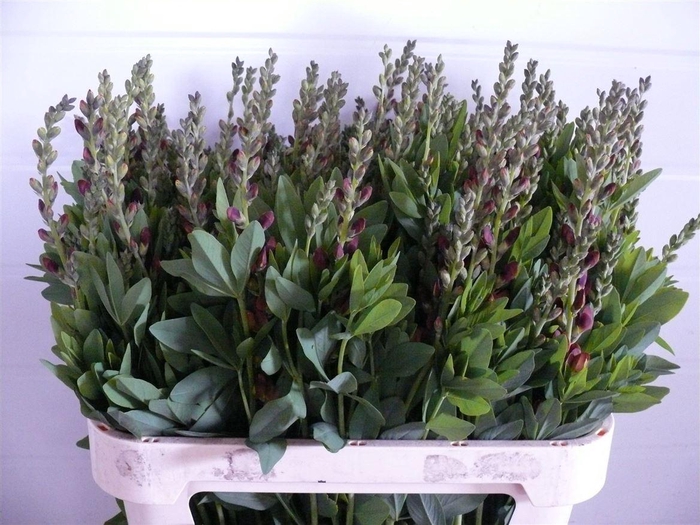 <h4>Baptisia Brown 80cm P Stem</h4>
