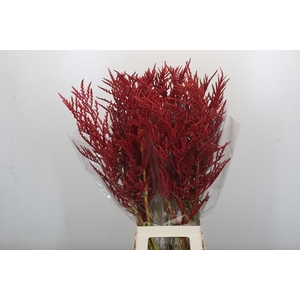 Bromelia Red Paloma