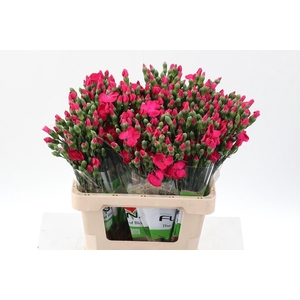 Dianthus TR 'Solomio Imre'
