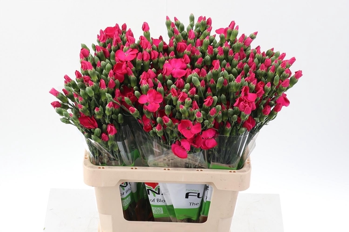 <h4>Dianthus TR 'Solomio Imre'</h4>