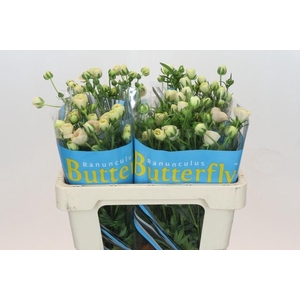 Ranunculus Butterfly Keramos