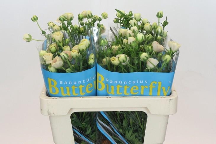 Ranunculus Butterfly Keramos