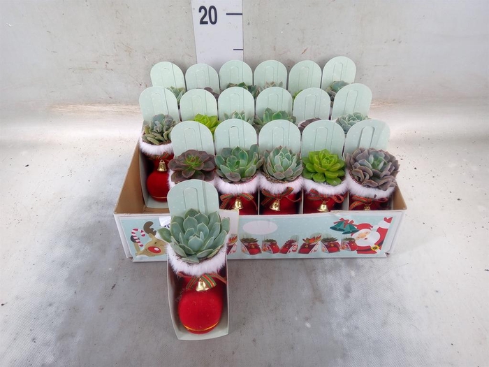 <h4>Arr. Kerst L%</h4>