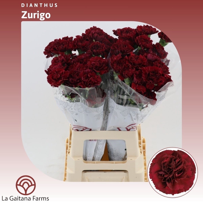 <h4>Dianthus St Zurigo</h4>