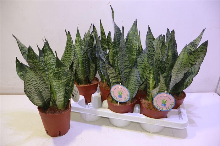 <h4>arr8 Sansev Zey</h4>