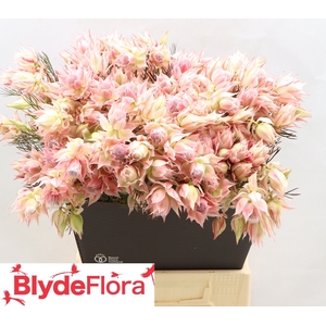 Serruria Satin Star 2-5