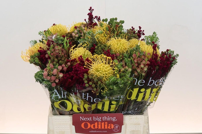 <h4>BQ Nutans High Gold SFB</h4>