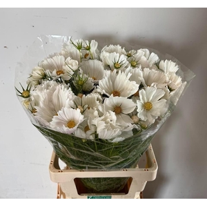 COSMOS BIPINNATUS