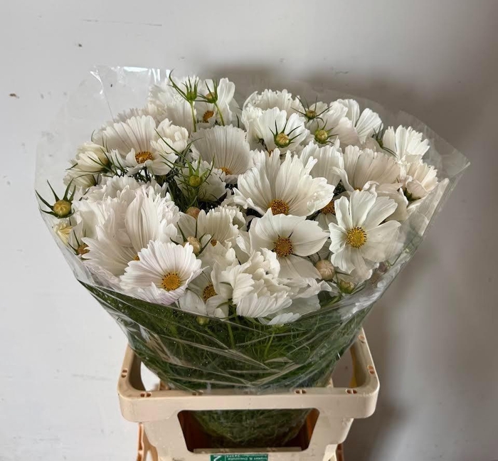 <h4>COSMOS BIPINNATUS</h4>