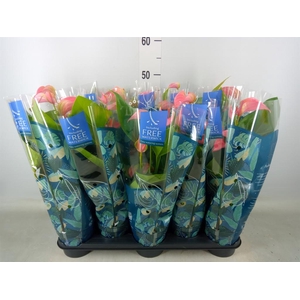 Anthurium andr. 'Joli'